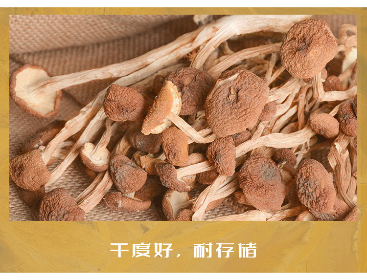 20茶树菇不开伞_05