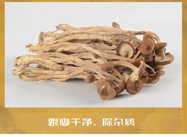 20茶树菇不开伞_04