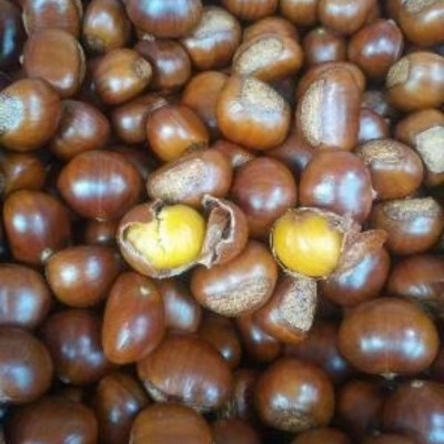 糖炒栗子熟板栗山东板栗仁新鲜甜糯即食现炒坚果零食开口糖炒栗子图4