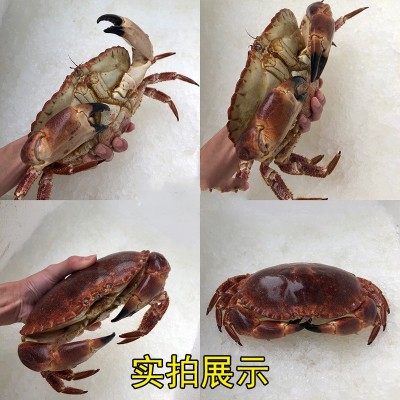 面包蟹鲜活熟冻珍宝蟹母蟹爱尔兰黄金蟹新鲜海鲜水产特大超大螃蟹图2
