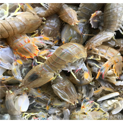 鲜活皮皮虾虾爬子虾婆濑尿虾琵琶虾富贵虾 水产海鲜餐饮批发