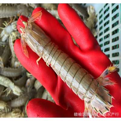 鲜活皮皮虾虾爬子虾婆濑尿虾琵琶虾富贵虾 水产海鲜餐饮批发图5