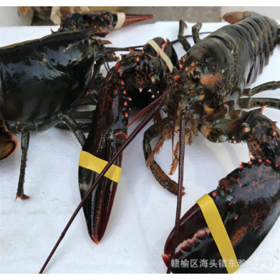 加拿大鲜活波士顿龙虾波龙鲜活海鲜澳洲大龙虾餐饮供应图3