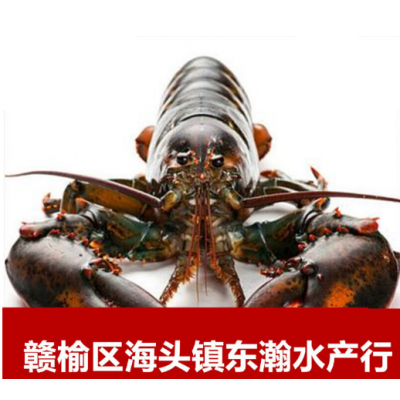 加拿大鲜活波士顿龙虾波龙鲜活海鲜澳洲大龙虾餐饮供应图2