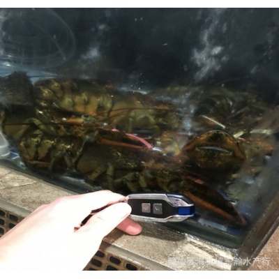 加拿大鲜活波士顿龙虾波龙鲜活海鲜澳洲大龙虾餐饮供应