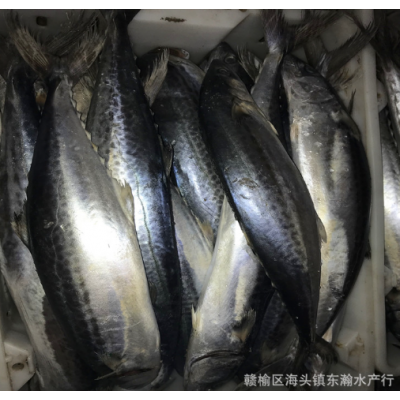 马鲛鱼冰鲜冷冻马鲛鱼鱼类海鲜批发餐饮酒店海鲜大咖新鲜食材咨询图5