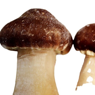 新鲜速冻姬松茸 云南野生菌松茸 速冻巴西菇 产地大货批发图5