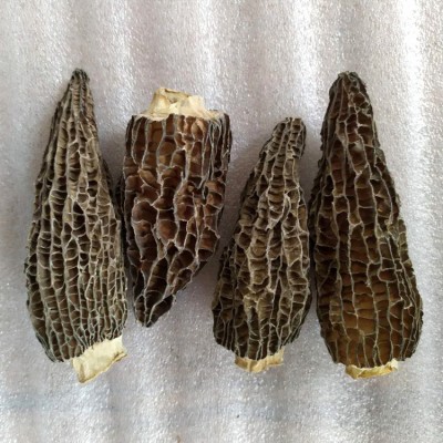 2022年云南挑选头茬剪柄羊肚菌干货 肉厚干净香味好 5-7cm100g装