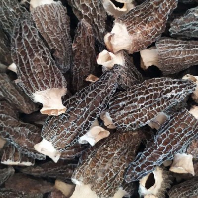 2022年云南挑选头茬剪柄羊肚菌干货 肉厚干净香味好 5-7cm100g装图4