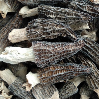产地批发云南高原剪柄羊肚菌干货 颜色靓肉质厚香味好100克装图2