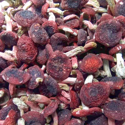山礼然批发云南大红菇干货 食用菌 红菇丁 紫菇 云南干制红菇现货图3