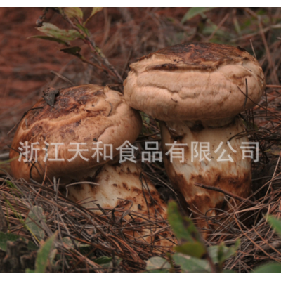 源头厂家供应野生松茸特级干片批发野生菌干货土特产礼品图5