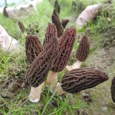 云南新鲜羊肚菌食用羊肚菌煲汤食材顺丰包邮