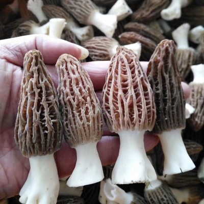 云南新鲜羊肚菌食用羊肚菌煲汤食材顺丰包邮图4