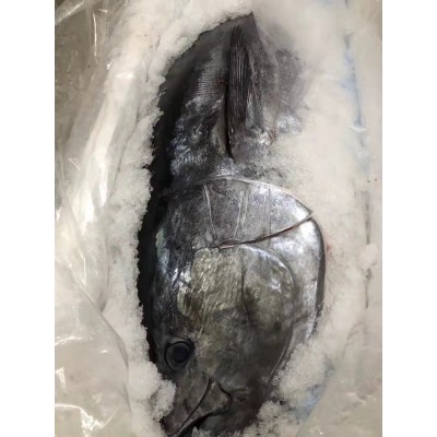 日本蓝鳍金枪鱼太平洋高品质冰鲜整条刺身金枪鱼 约20-50公斤/条图3