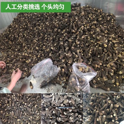 菌菇汤包料食用菌云南特产干羊肚菌5-7CM羊肚菌干货批发500g图3