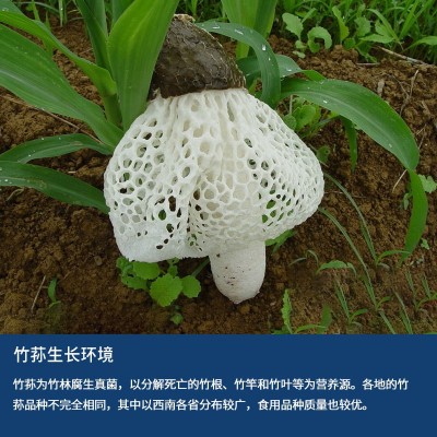 贵州土特产农产品连帽连蛋竹荪自然生长菌菇竹笙菌包批发竹荪干货图2