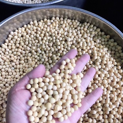 产地直销 批发25kg装 精选东北大黄豆 豆浆 豆腐专用