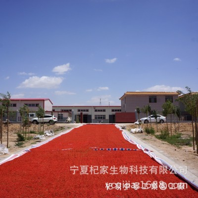 贡果大宁夏枸杞250克 中宁枸杞红枸杞批发 头茬新苟杞王200粒图2