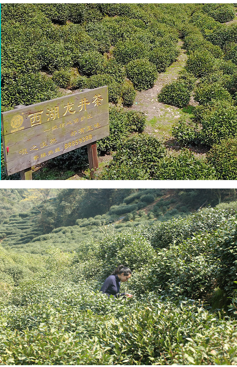 原叶茶包专区元长泰系列龙井茶详情_10