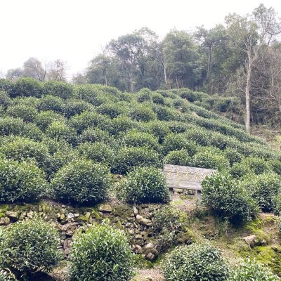 桂花龙井绿茶茶叶2023年新茶批发杭州茶叶绿茶春茶花果茶袋装现货图2