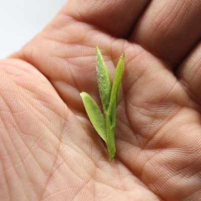 2023年新茶叶 春茶绿茶明前特级龙井茶礼盒装茶农产地直供图4