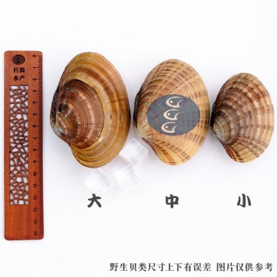 黄贝 文贝 杂色蛤 青柳蛤 蛤喇 蛤蜊 花甲 花蛤 黄蚬子 花蚬子图5