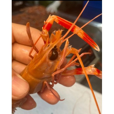 Ⅱ【日料自助食材】深海螯虾刺身非新西虾兰斯干比螯虾鲜活批发图4