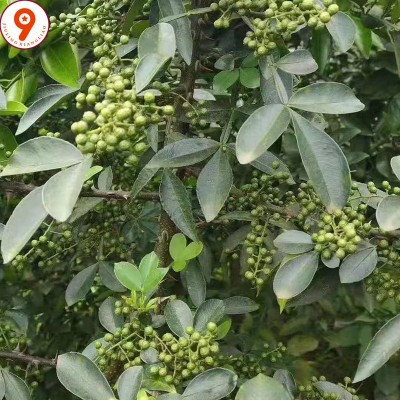 四川特麻青花椒青麻椒大红袍麻辣配料火锅底料调料批发图4