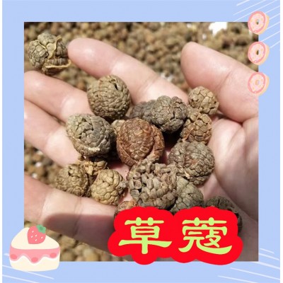 广西玉林草豆蔻大草蔻新货上市个头均匀香味足色泽好看量大质优