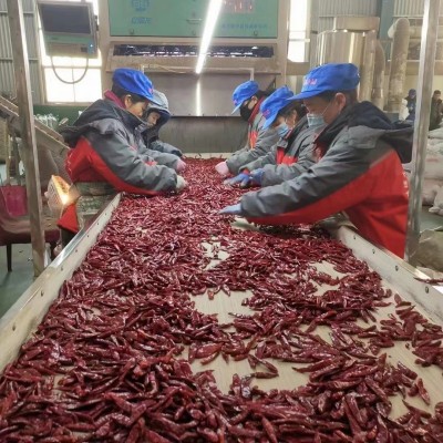 二荆条干辣椒微辣特香贵州四川特产农家辣椒皱椒二金条辣椒批发图4
