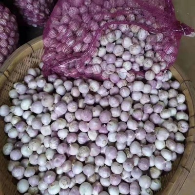 云南大理干独头蒜1公斤紫皮大蒜大蒜头干蒜独蒜紫红皮独瓣蒜批发图2