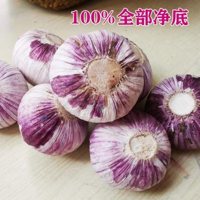 云南大理干独头蒜1公斤紫皮大蒜大蒜头干蒜独蒜紫红皮独瓣蒜批发图5
