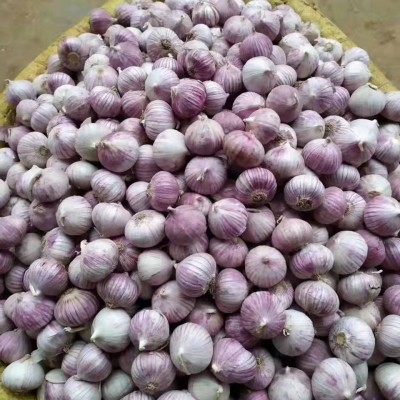云南大理干独头蒜1公斤紫皮大蒜大蒜头干蒜独蒜紫红皮独瓣蒜批发