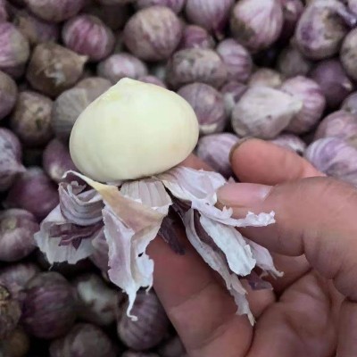 农家紫皮独头蒜辛辣味独头蒜新鲜紫蒜独蒜散装大蒜干蒜调料批发图4