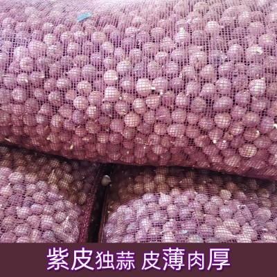 农家紫皮独头蒜辛辣味独头蒜新鲜紫蒜独蒜散装大蒜干蒜调料批发