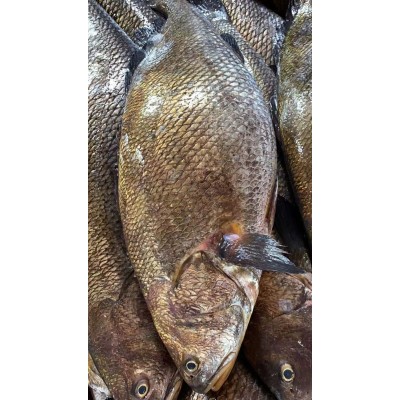 鳘鱼鳞 海鲜干货 晒干鱼鳞，米鱼鳞 海鱼鳞 大鱼鳞，500克图5