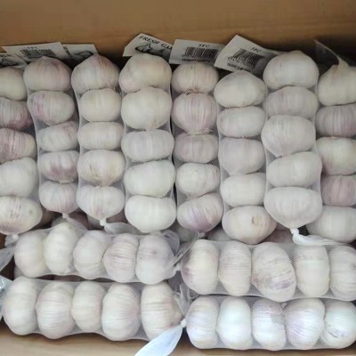 产地供应精品出口级保鲜大蒜独立网袋包装大蒜头蒜种现货批发图2