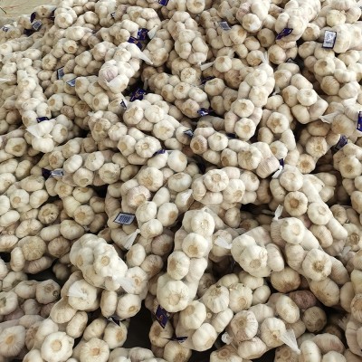产地供应精品出口级保鲜大蒜独立网袋包装大蒜头蒜种现货批发图3