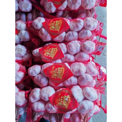 产地供应精品出口级保鲜大蒜独立网袋包装大蒜头蒜种现货批发