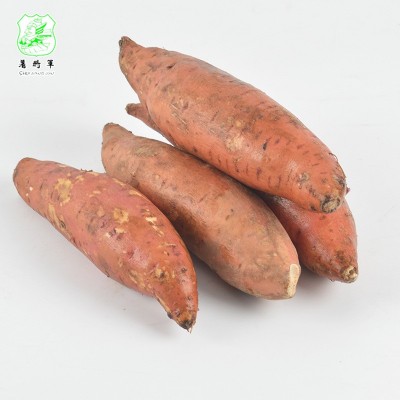 厂家批发地瓜红薯 新鲜五谷杂粮 番薯类地瓜红薯 整箱装图3