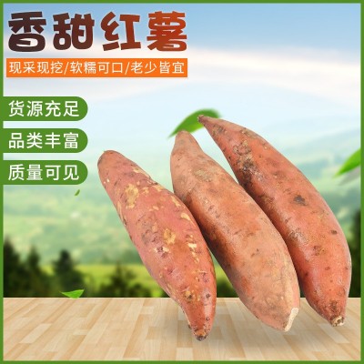 厂家批发地瓜红薯 新鲜五谷杂粮 番薯类地瓜红薯 整箱装图5