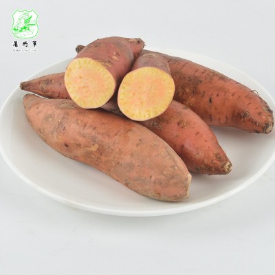 安徽鲜红薯现货批发 烤地瓜红薯淀粉原料鲜地瓜 商超供货图2
