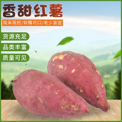 安徽鲜红薯现货批发 烤地瓜红薯淀粉原料鲜地瓜 商超供货图5