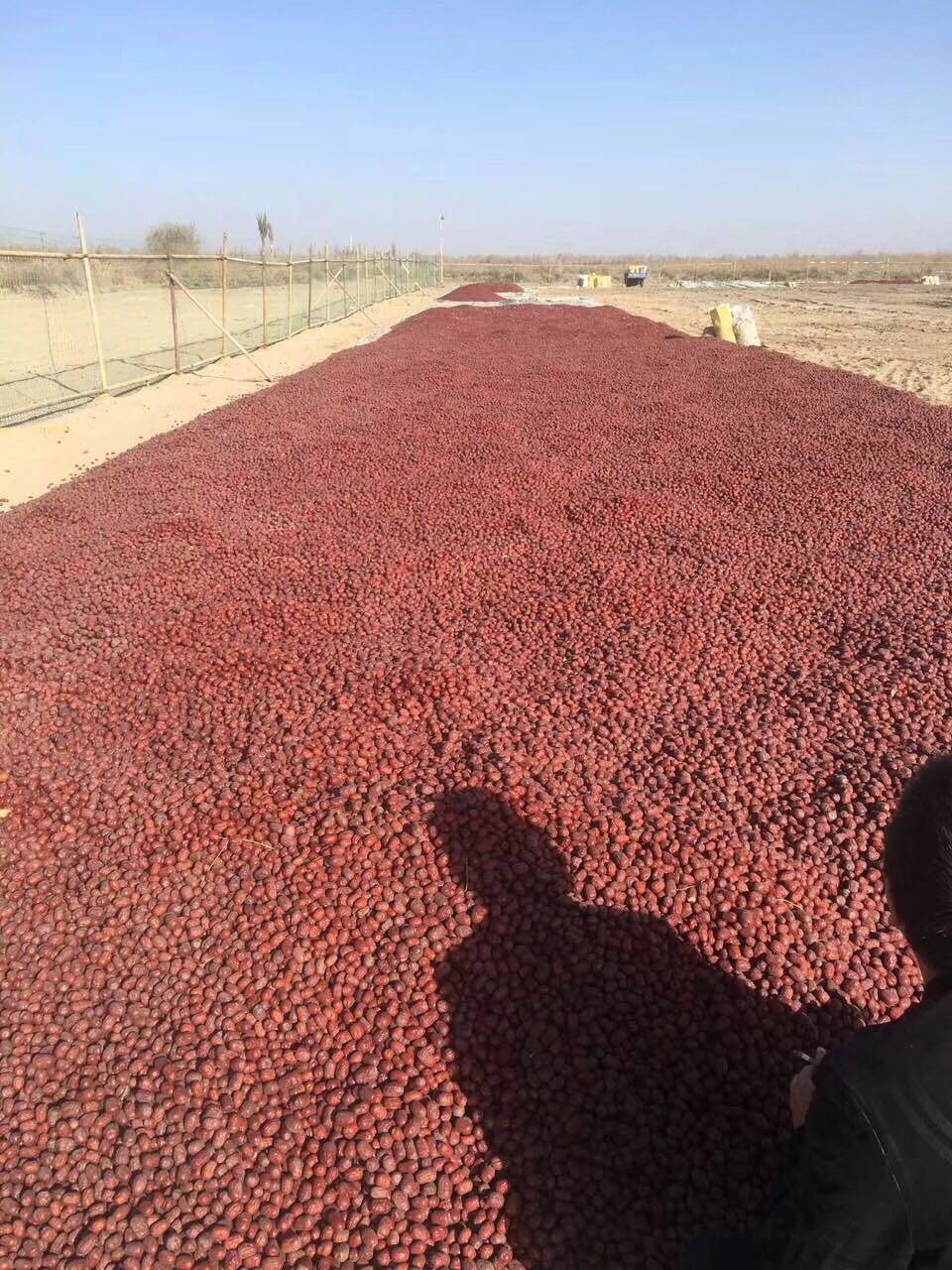CJP_4775