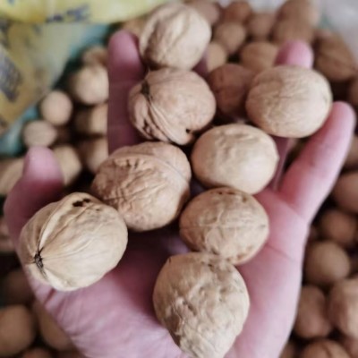 阿克苏新货薄皮核桃批发500g 代发新疆特产185核桃手捏纸皮生核桃图4