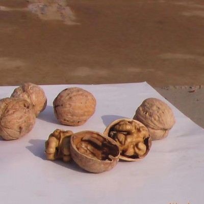 阿克苏新货薄皮核桃批发500g 代发新疆特产185核桃手捏纸皮生核桃图3