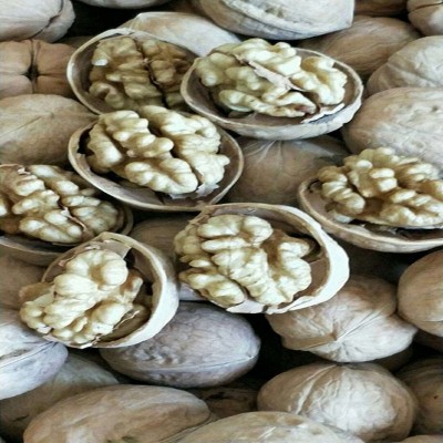 批发新疆核桃 阿克苏185纸皮核桃 薄壳手剥核桃代装500g地摊货源图3