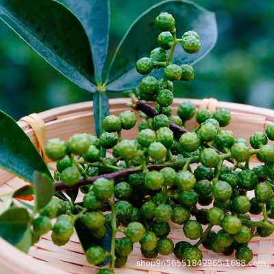 保鲜青花椒 鲜冻真空装椒麻鸡炸麻油川菜常用调味料商用厂家批发图2