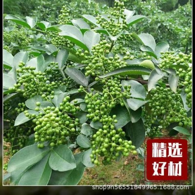 保鲜青花椒 鲜冻真空装椒麻鸡炸麻油川菜常用调味料商用厂家批发图4